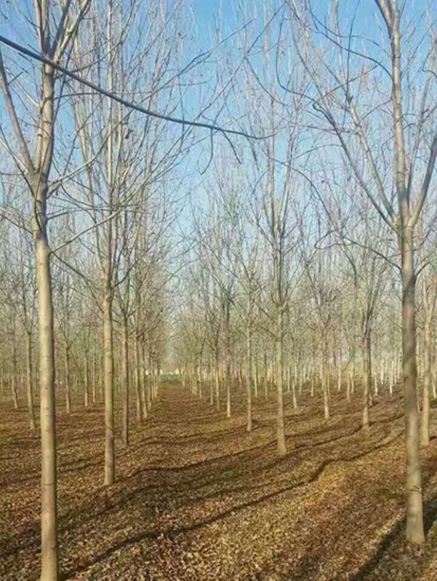 點(diǎn)擊查看詳細(xì)信息<br>標(biāo)題：白蠟 閱讀次數(shù)：3119